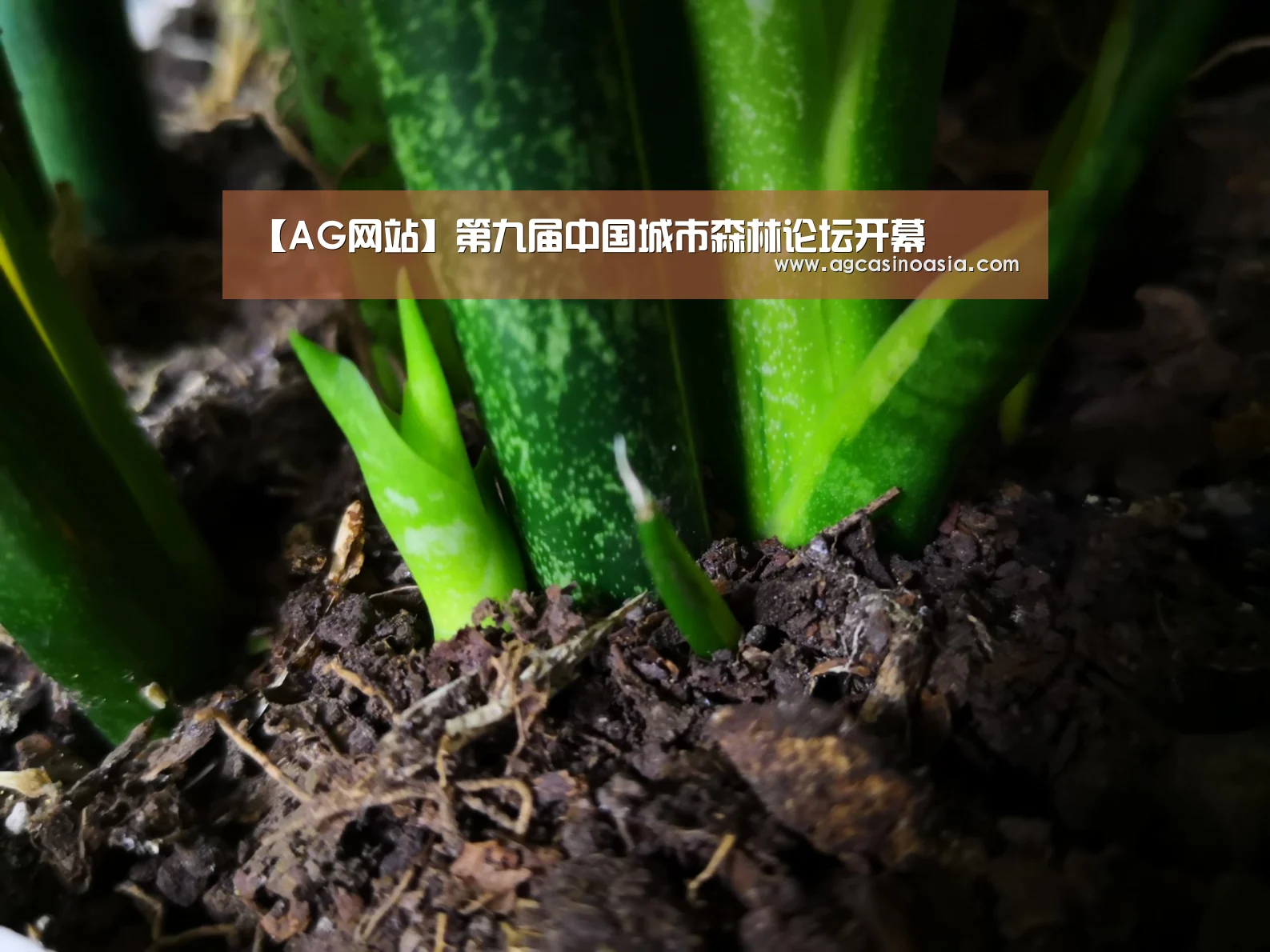 【AG网站】第九届中国城市森林论坛开幕(图1) AG网站